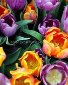 Анкета проститутки Рита - метро Таганский, возраст - 34